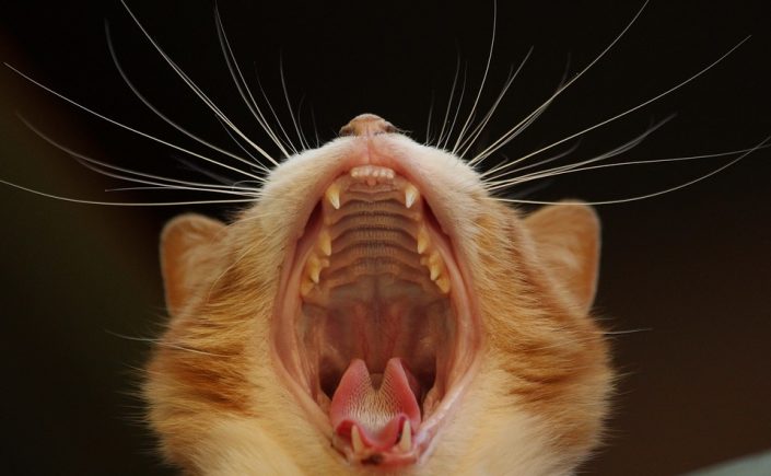 cat-teeth
