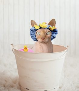 sphynx-cat-bath